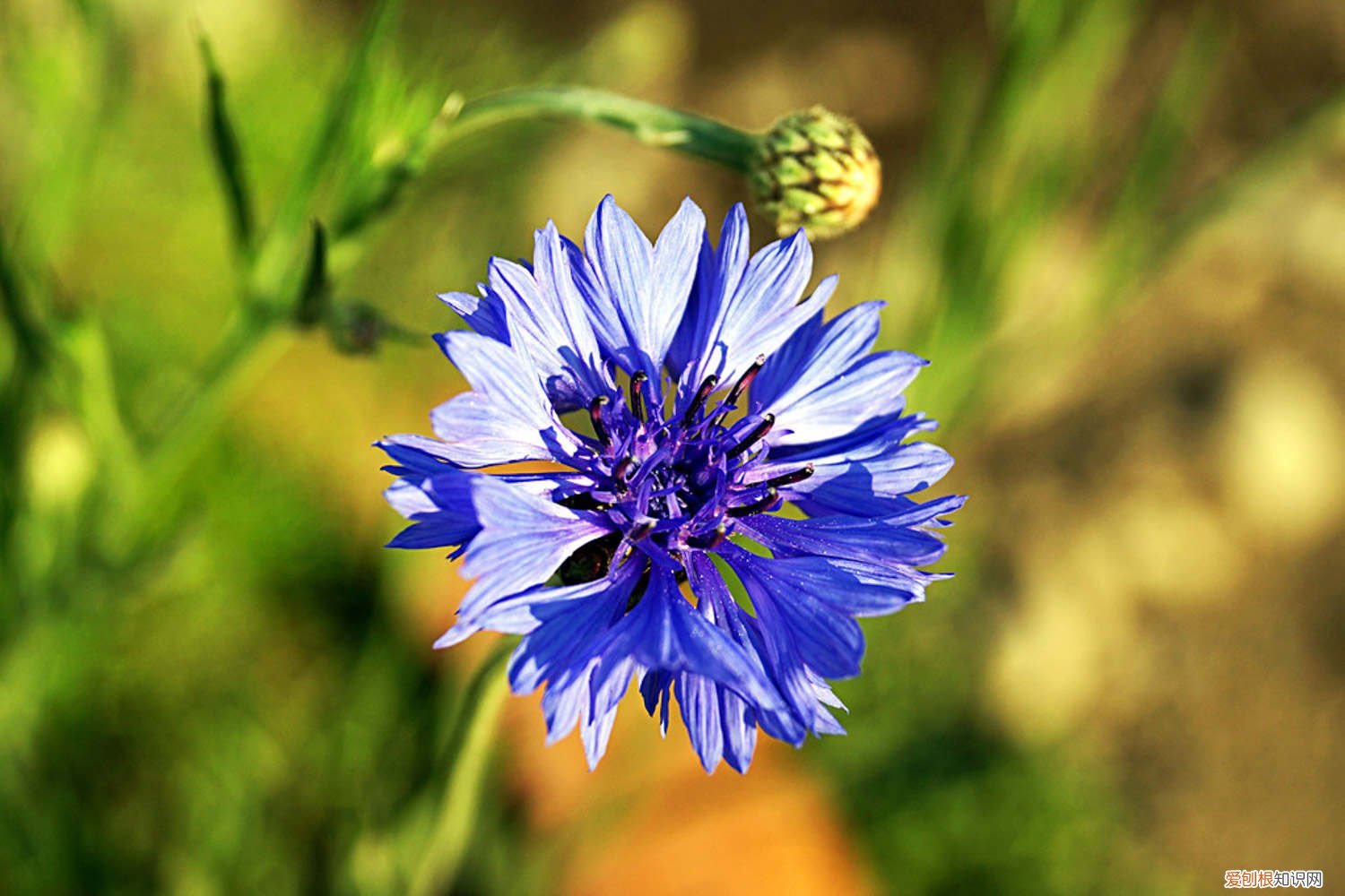 矢车菊种植时间和方法 矢车菊春天怎么养