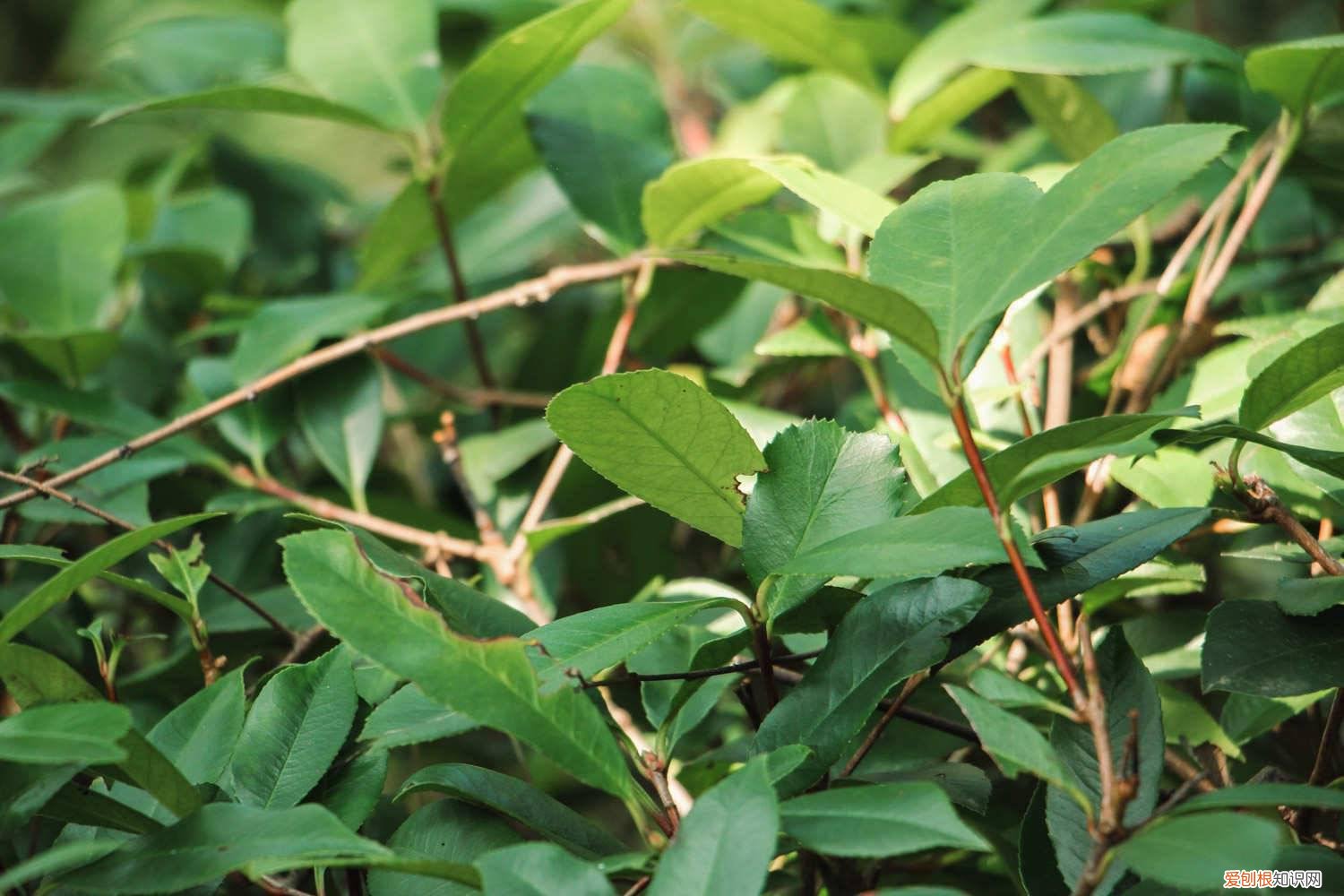 石楠春天怎么养殖 石楠春天怎么养