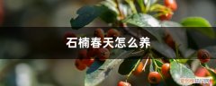 石楠春天怎么养殖 石楠春天怎么养