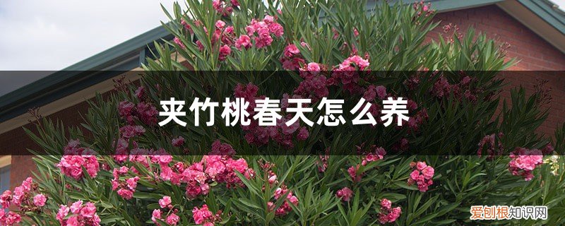 夹竹桃春天怎么养活 夹竹桃春天怎么养