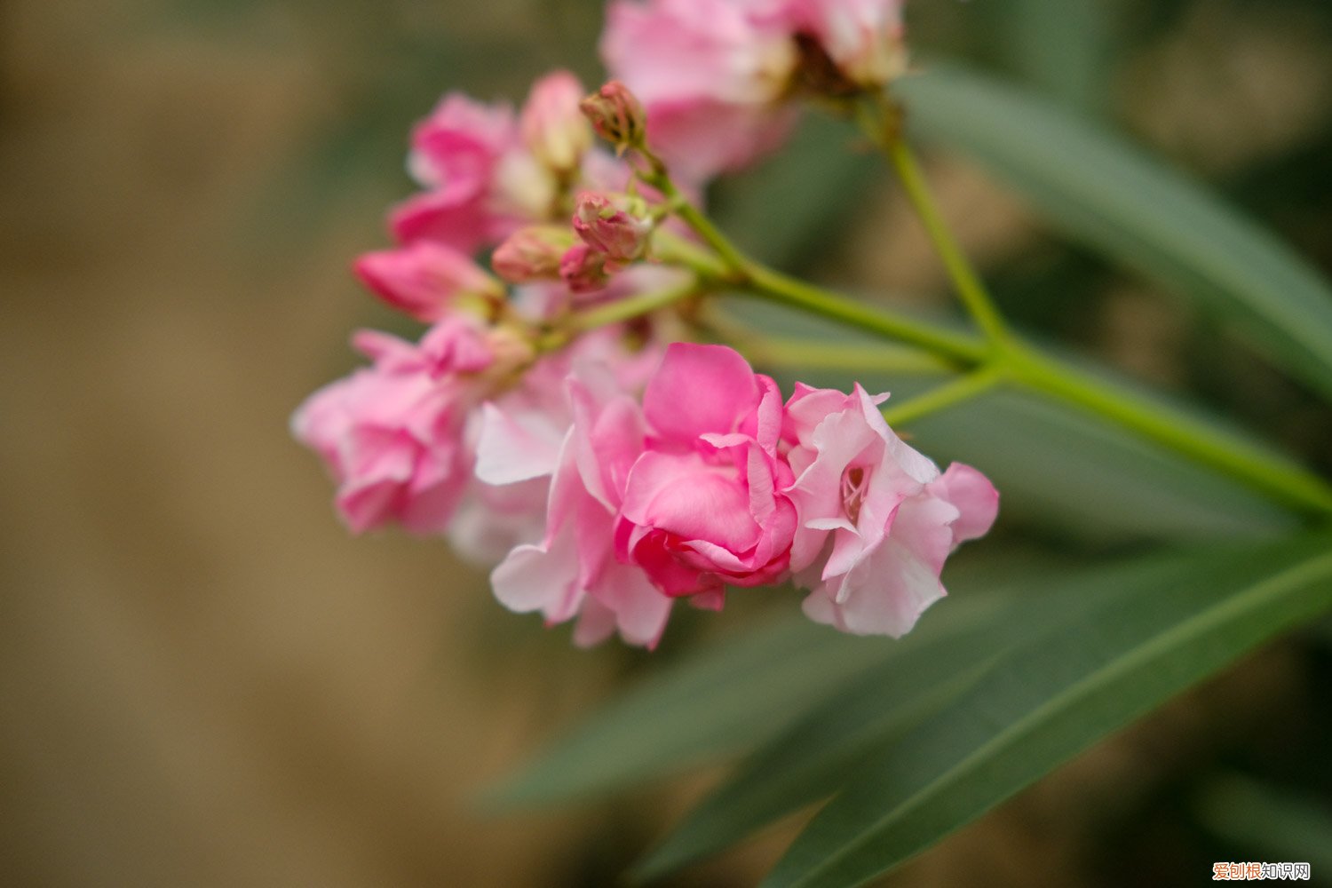 夹竹桃春天怎么养活 夹竹桃春天怎么养