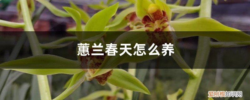 蕙兰春天怎么养护 蕙兰春天怎么养