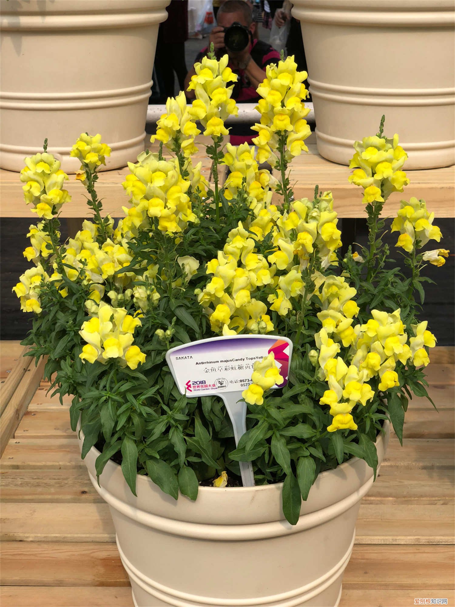 冬天怎么养草金鱼 金鱼草春天怎么养