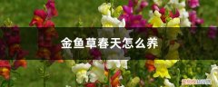 冬天怎么养草金鱼 金鱼草春天怎么养