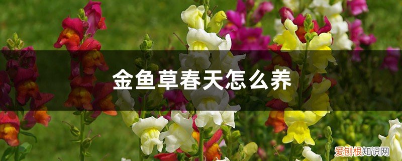冬天怎么养草金鱼 金鱼草春天怎么养
