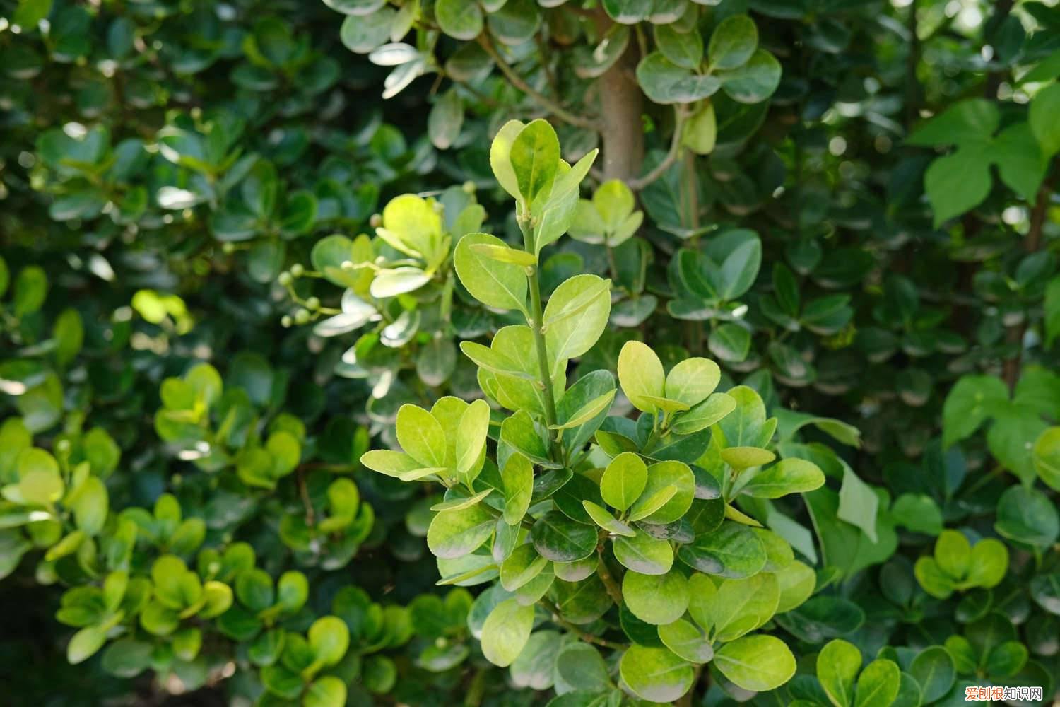 黄杨春天怎么养才能开花 黄杨春天怎么养