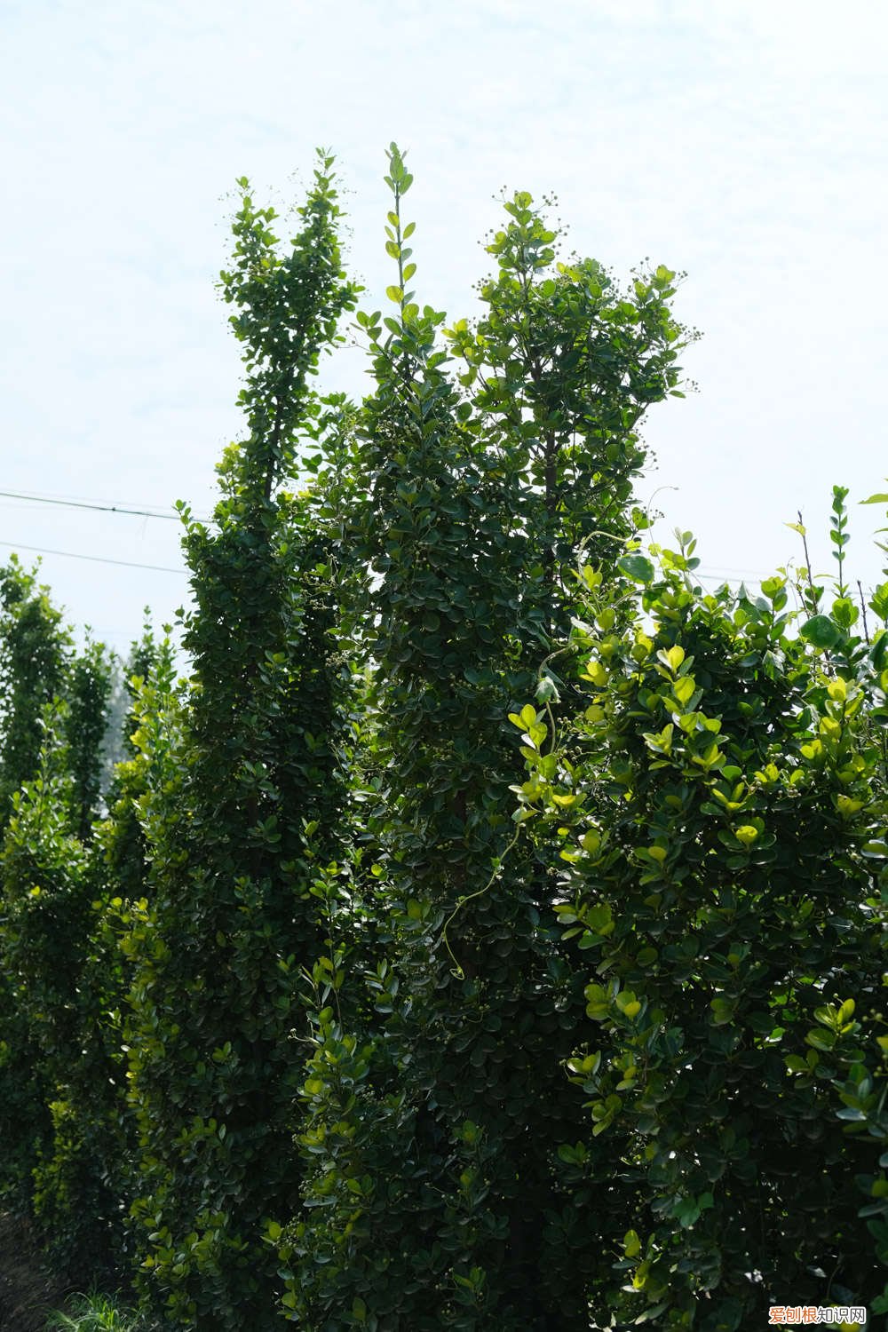 黄杨春天怎么养才能开花 黄杨春天怎么养