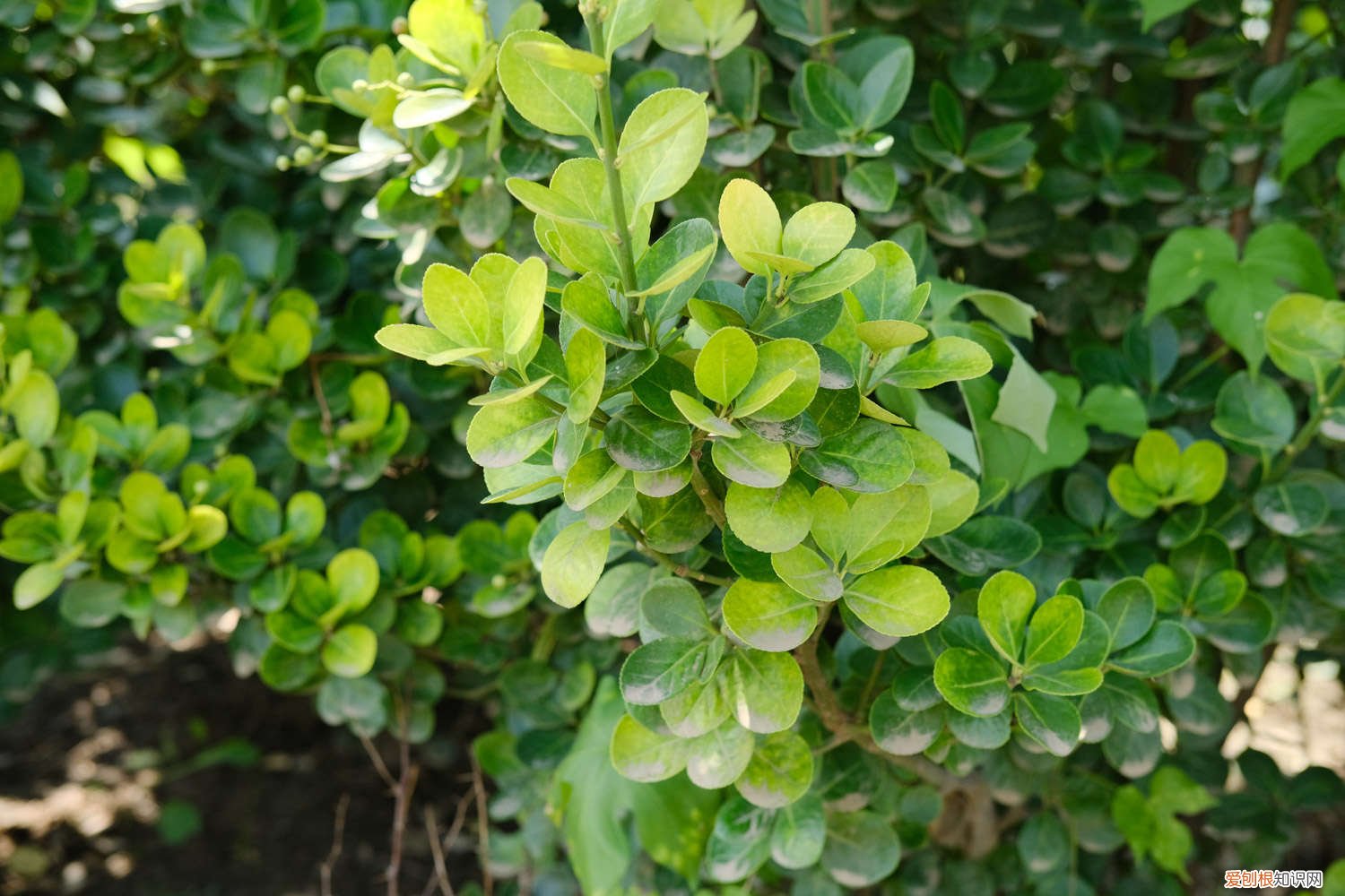 黄杨春天怎么养才能开花 黄杨春天怎么养