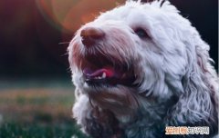 博美好养吗 博美好不好养