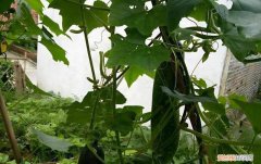 节瓜和冬瓜是什么关系，节瓜是凉性还是热性？，节瓜属于冬瓜吗