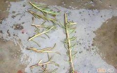 太阳花种下好久未服盆一直半死不活与什么有关，太阳花没叶子了还能活吗