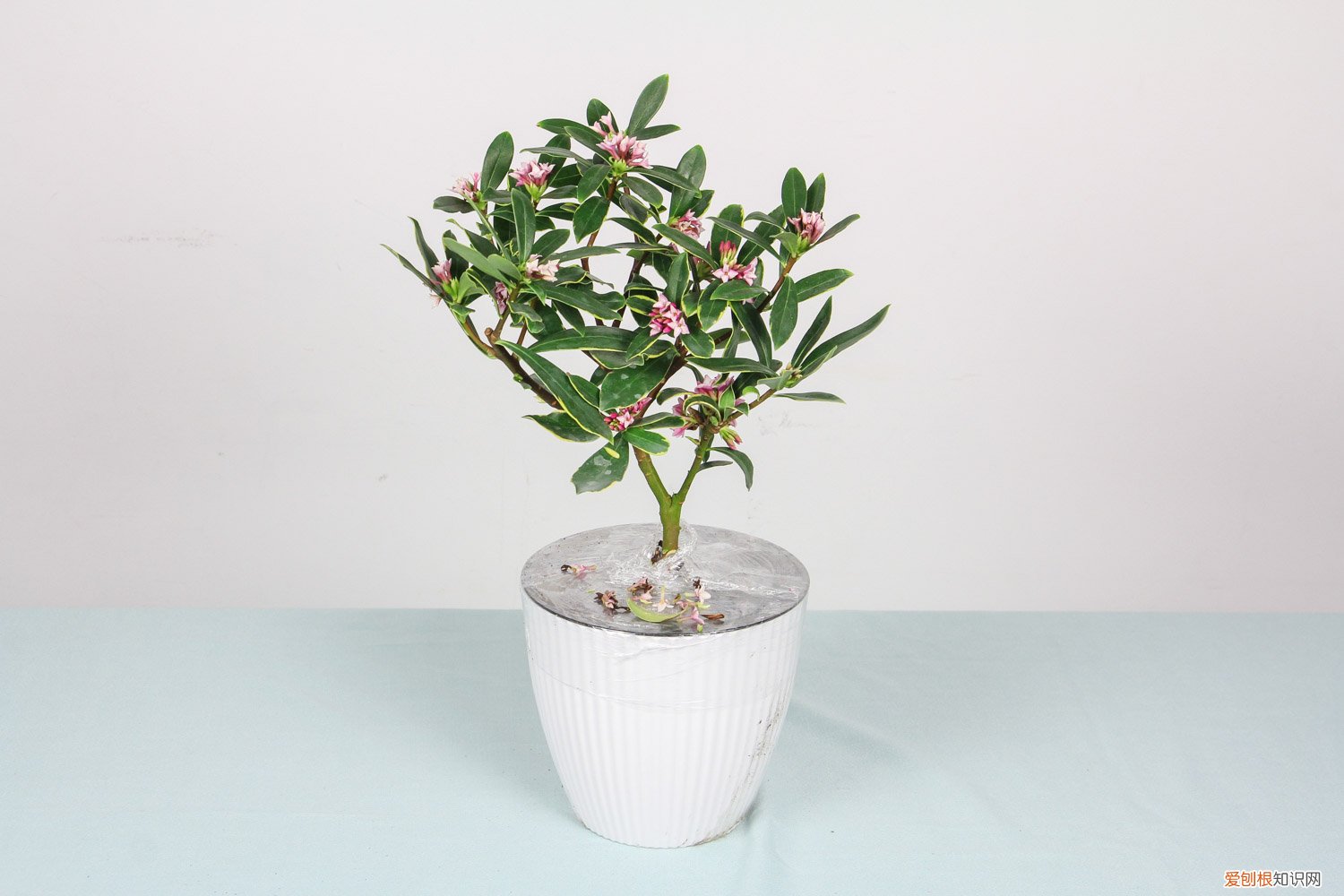 金边瑞香怎么养才开花 金边瑞香怎么养