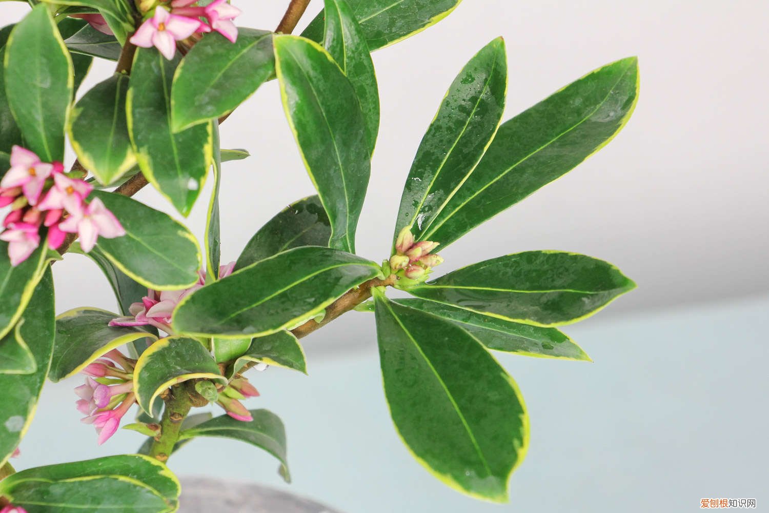 金边瑞香怎么养才开花 金边瑞香怎么养