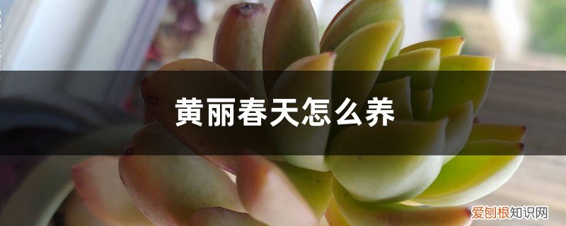 黄丽好养吗 黄丽春天怎么养