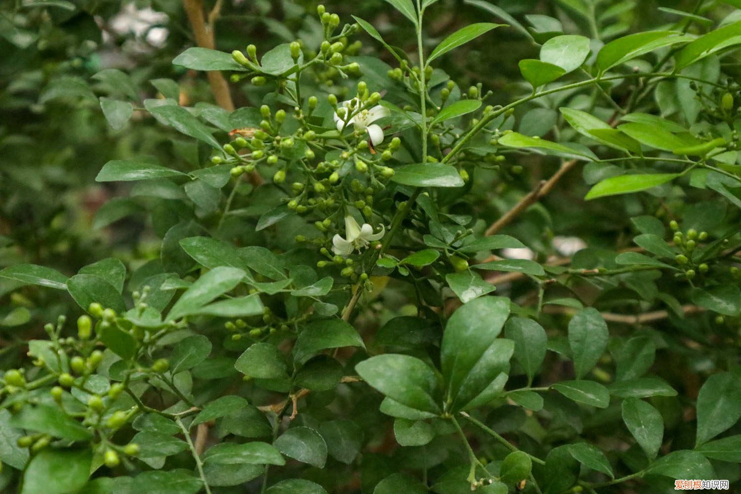 九里香春季怎么养 九里香春天怎么养