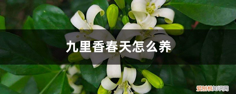 九里香春季怎么养 九里香春天怎么养