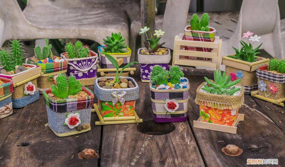 用什么水让花快速生根发芽 过完年,给花做点“生根水”,给花喂点,叶子疯长成瀑布