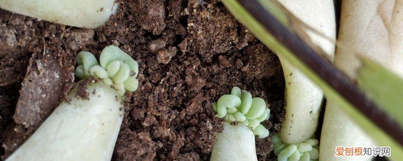 用什么水让花快速生根发芽 过完年,给花做点“生根水”,给花喂点,叶子疯长成瀑布