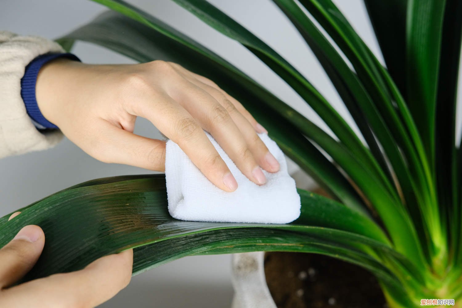 君子兰开完花上什么肥 君子兰最喜欢这“4种”花肥，吃了以后叶子肥大，绿的油亮亮