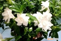 养花根用什么药 养花先“养根”，药片磨碎用上，根系呼呼长！