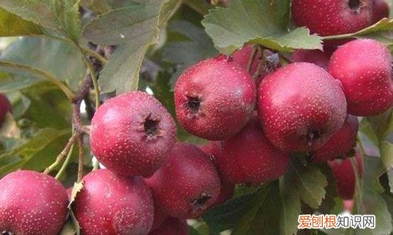 推荐治疗关节炎的12个偏方 治疗关节炎有效果