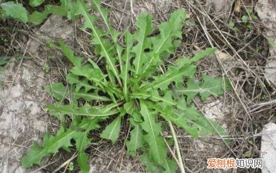 不起眼的蒲公英能够治疗很多疾病 蒲公英的16大妙用