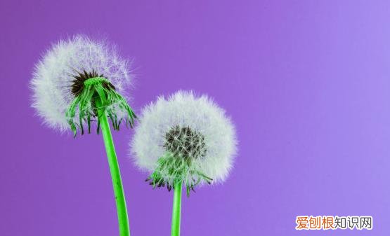 不起眼的蒲公英能够治疗很多疾病 蒲公英的16大妙用
