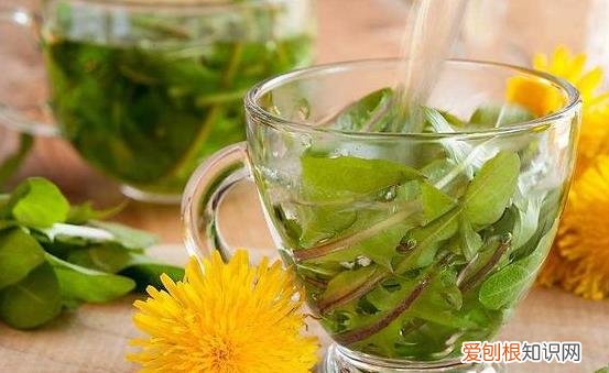 不起眼的蒲公英能够治疗很多疾病 蒲公英的16大妙用