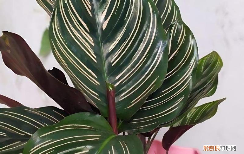 双线竹芋摆不能摆放在房间吗？，双线竹芋摆放禁忌