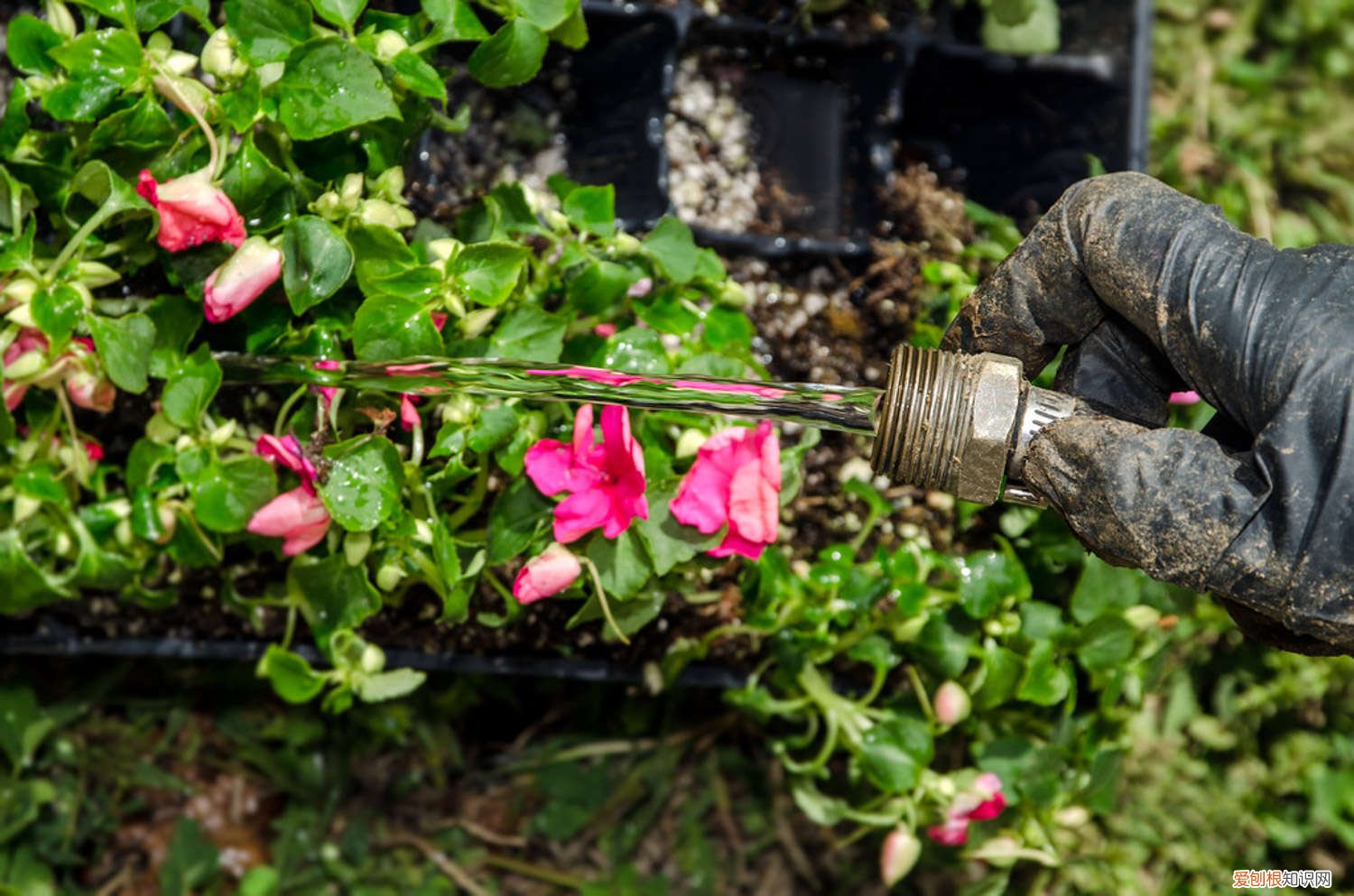 养花浇水的学问 养花“浇水”很关键，掌握这“5原则”，养啥花都长得旺！
