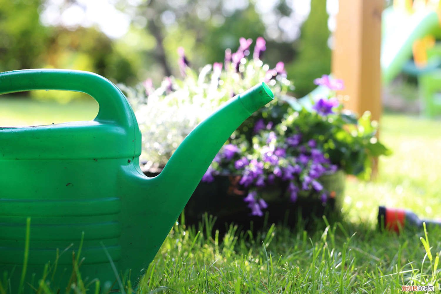 养花浇水的学问 养花“浇水”很关键，掌握这“5原则”，养啥花都长得旺！