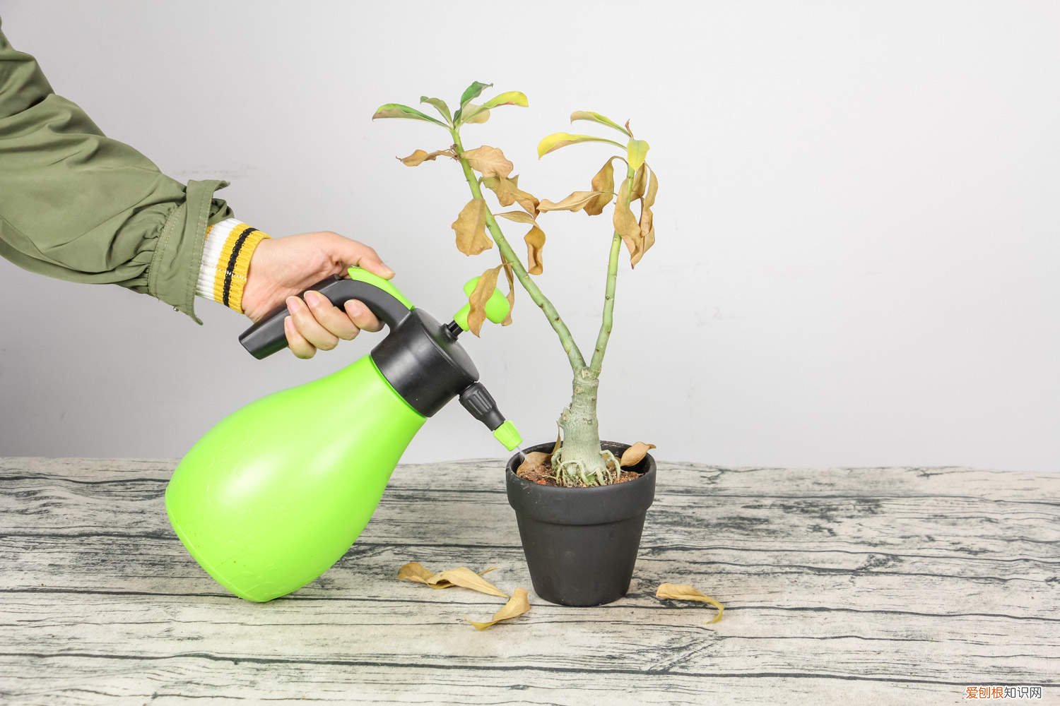 哪种花不用经常浇水 它们这“3种”花可不爱水，30天不浇也能长，爆盆更容易！