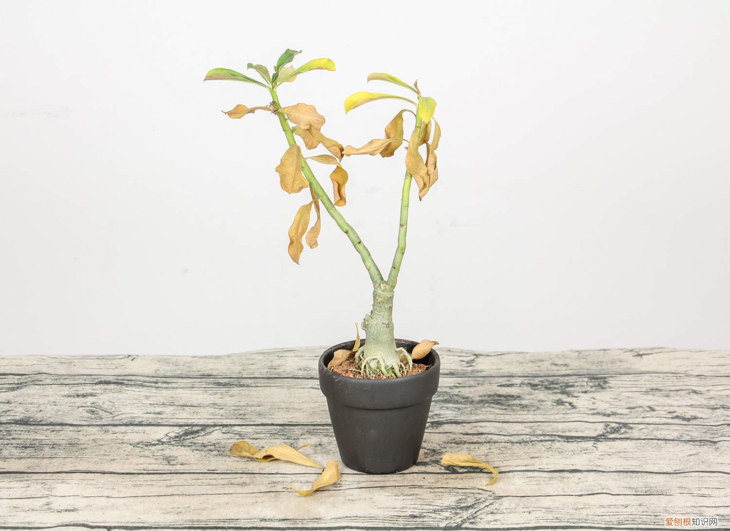 哪种花不用经常浇水 它们这“3种”花可不爱水，30天不浇也能长，爆盆更容易！