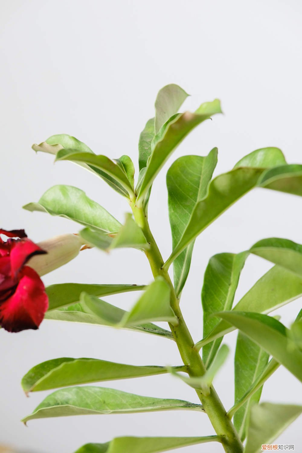 哪种花不用经常浇水 它们这“3种”花可不爱水，30天不浇也能长，爆盆更容易！