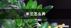 米兰怎么养才能开花 米兰怎么养