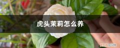 虎头茉莉怎么养殖 虎头茉莉怎么养