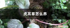 虎耳草怎么养颜色好看 虎耳草怎么养