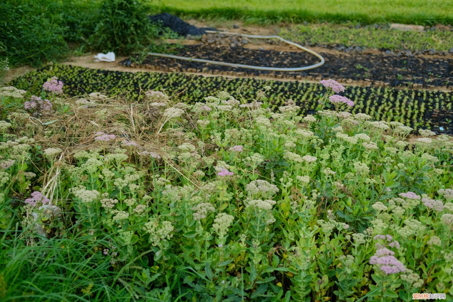 八宝景天怎么养才能更旺盛 八宝景天怎么养
