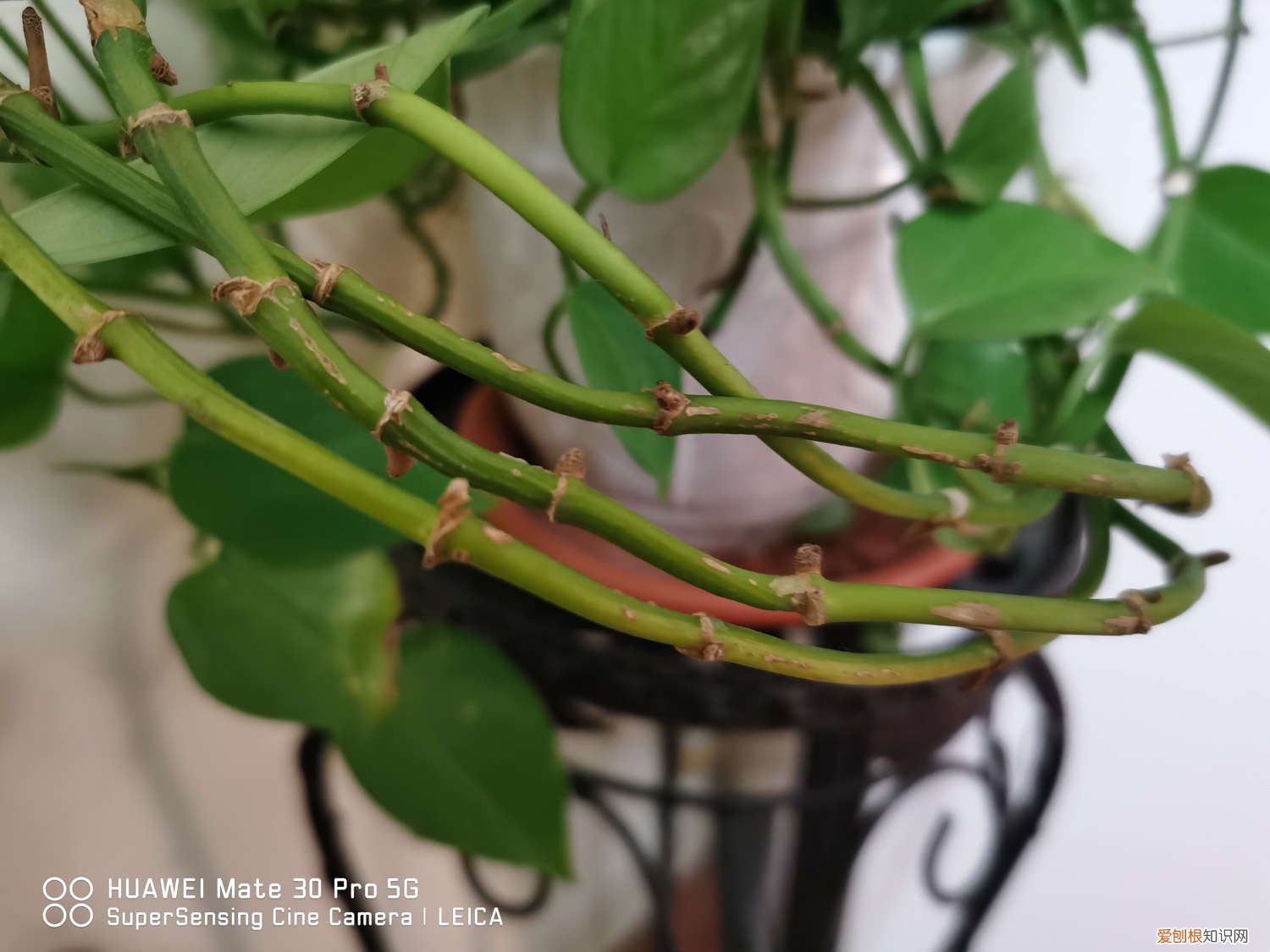 怎么样养水培绿萝 水培绿萝怎么养好看