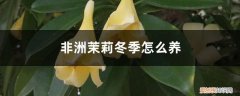 非洲茉莉冬季怎么养护 非洲茉莉冬季怎么养