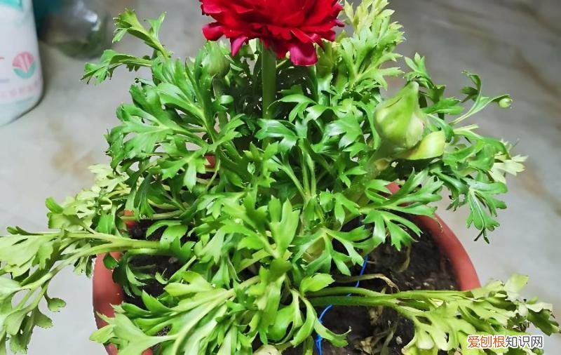 买回来的花毛茛黄叶蔫蔫，怎么办？，新买的花毛茛黄叶