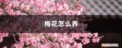 梅花怎么养才能更旺盛 梅花怎么养