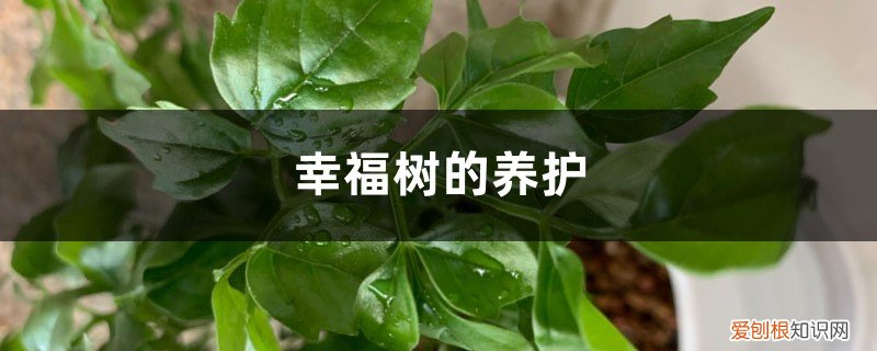 幸福树的养护和注意事项 幸福树的养护