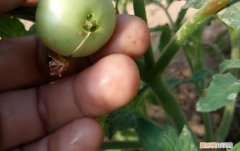 番茄第一穗果出现畸形，是什么问题？，番茄第一穗果不大