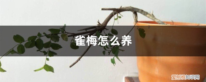 冬天雀梅怎么养 雀梅怎么养