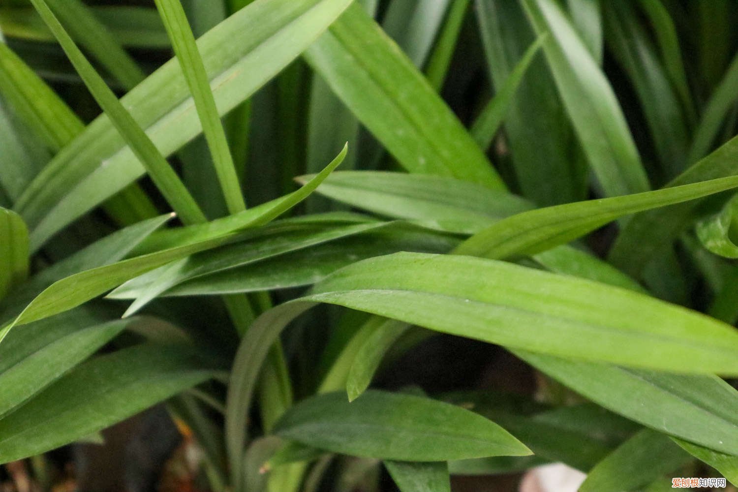 兰花的养殖方法和注意事项 盆栽蝴蝶兰 兰草的养殖方法