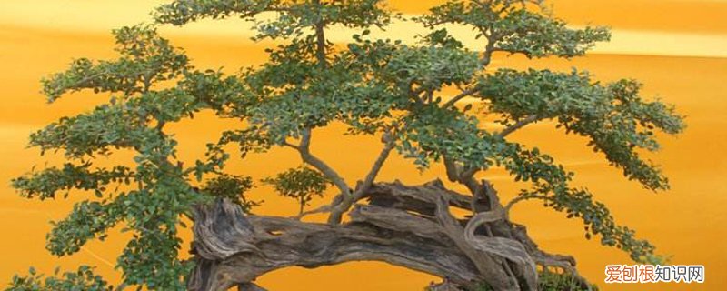 松竹怎么养更好 松竹怎么养