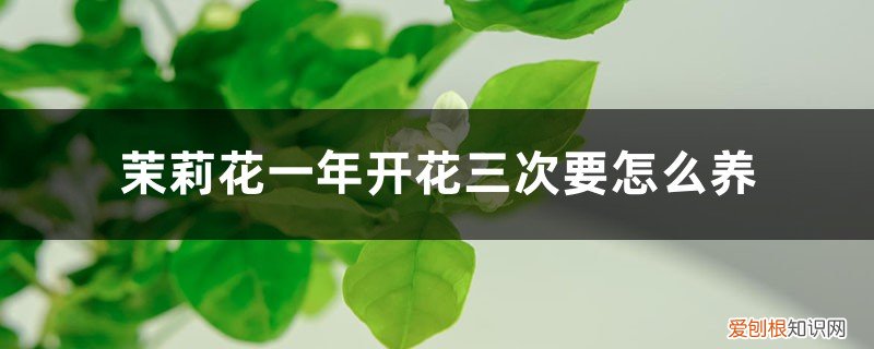茉莉花一年开花三次要怎么养好 茉莉花一年开花三次要怎么养
