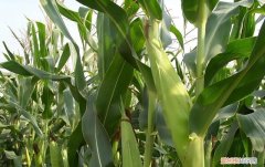 如何克服玉米茬整地难和整地质量差的问题？，玉米种植的问题