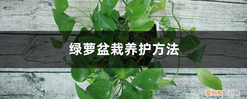 绿萝盆栽的养殖方法 绿萝盆栽养护方法